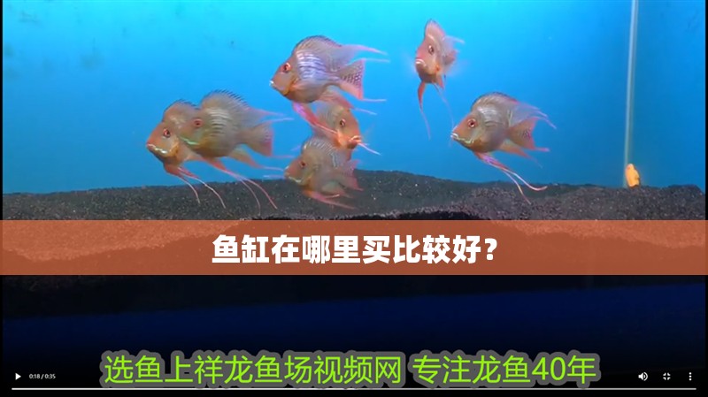 魚缸在哪里買比較好？