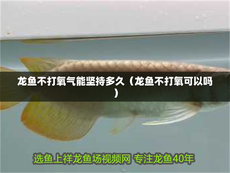 龍魚不打氧氣能堅持多久（龍魚不打氧可以嗎）