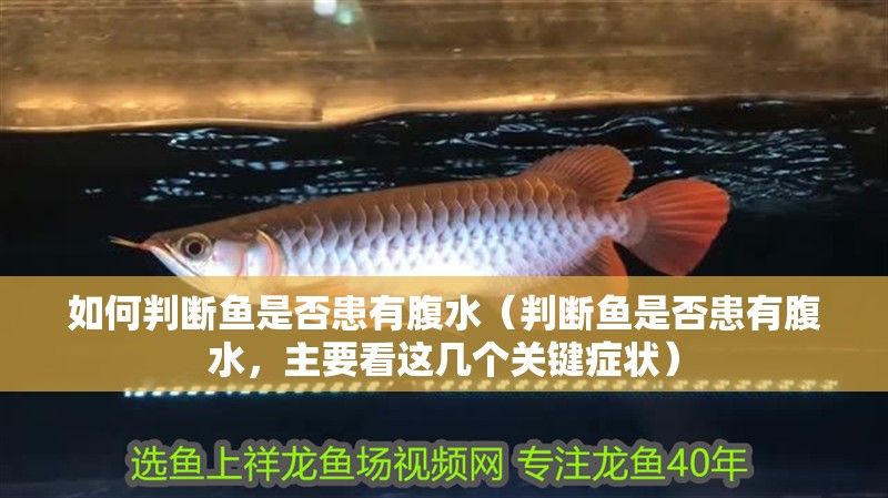 如何判斷魚是否患有腹水（判斷魚是否患有腹水，主要看這幾個關鍵癥狀）