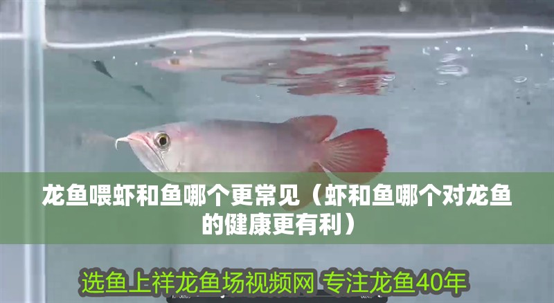 龍魚喂蝦和魚哪個更常見（蝦和魚哪個對龍魚的健康更有利）