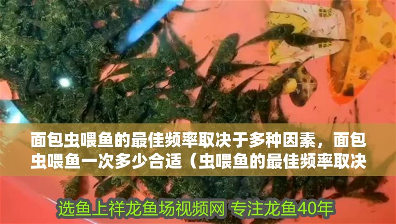 面包蟲喂魚的最佳頻率取決于多種因素，面包蟲喂魚一次多少合適（蟲喂魚的最佳頻率取決于多種因素）
