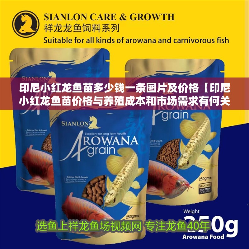 印尼小紅龍魚苗多少錢一條圖片及價格【印尼小紅龍魚苗價格與養殖成本和市場需求有何關聯】