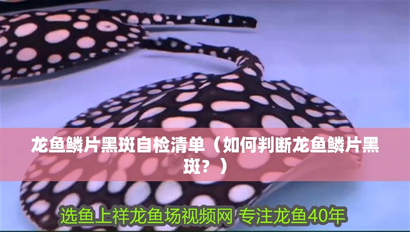 龍魚鱗片黑斑自檢清單（如何判斷龍魚鱗片黑斑？）