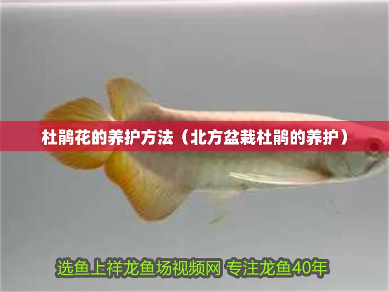 杜鵑花的養(yǎng)護方法（北方盆栽杜鵑的養(yǎng)護）