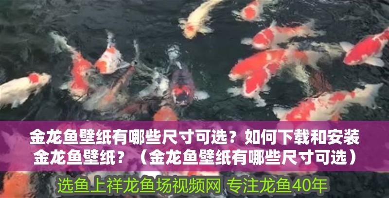 金龍魚壁紙有哪些尺寸可選？如何下載和安裝金龍魚壁紙？（金龍魚壁紙有哪些尺寸可選）