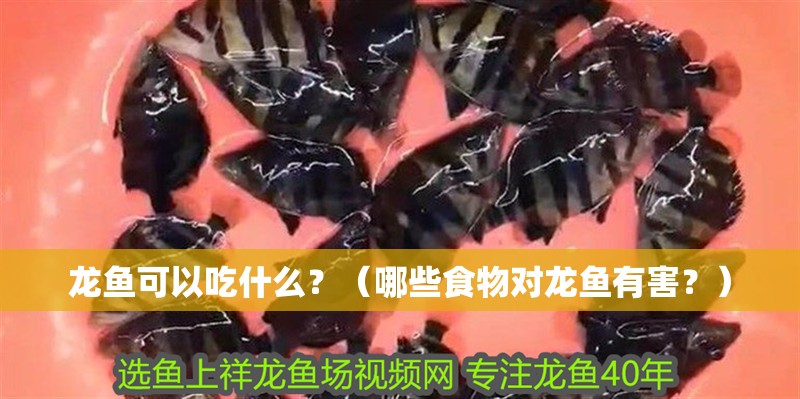 龍魚可以吃什么？（哪些食物對龍魚有害？）