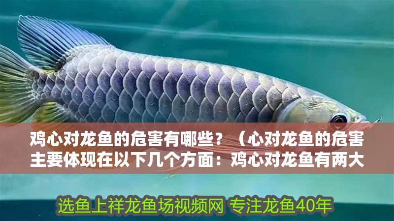 雞心對龍魚的危害有哪些？（心對龍魚的危害主要體現(xiàn)在以下幾個方面：雞心對龍魚有兩大危害）
