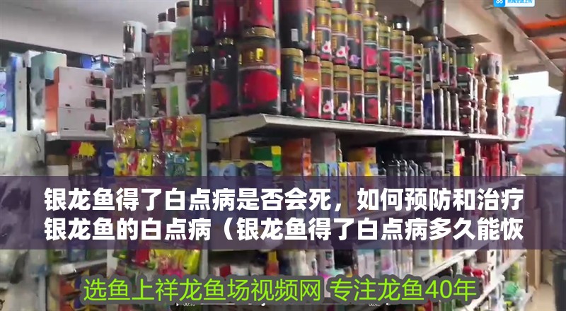 銀龍魚得了白點病是否會死，如何預防和治療銀龍魚的白點?。ㄣy龍魚得了白點病多久能恢復？如何判斷銀龍魚是否感染白點病？）