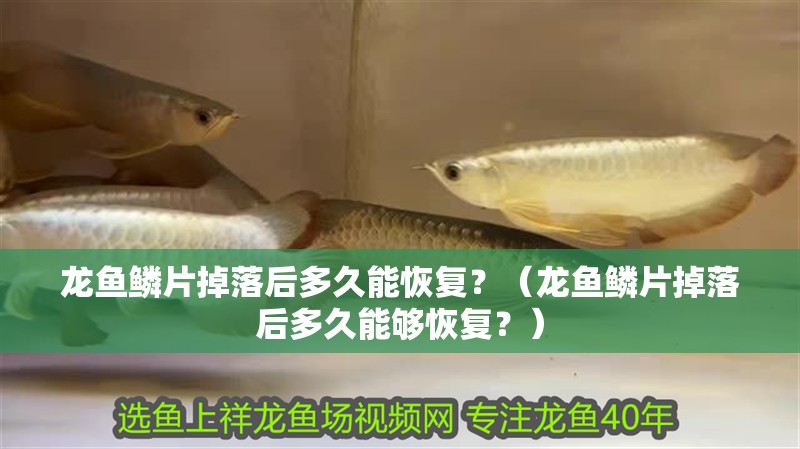 龍魚鱗片掉落后多久能恢復？（龍魚鱗片掉落后多久能夠恢復？）