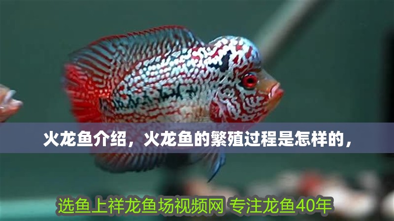 火龍魚介紹，火龍魚的繁殖過程是怎樣的，