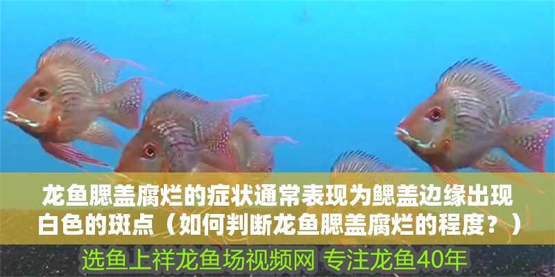 龍魚腮蓋腐爛的癥狀通常表現(xiàn)為鰓蓋邊緣出現(xiàn)白色的斑點（如何判斷龍魚腮蓋腐爛的程度？）