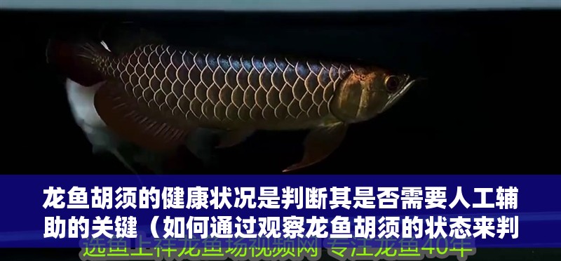 龍魚胡須的健康狀況是判斷其是否需要人工輔助的關鍵（如何通過觀察龍魚胡須的狀態(tài)來判斷其是否需要人工輔助）
