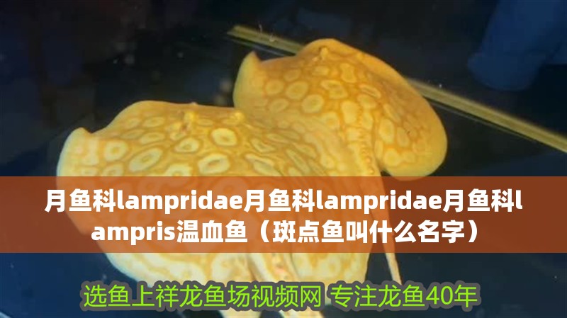 月魚科lampridae月魚科lampridae月魚科lampris溫血魚（斑點魚叫什么名字） 月魚科lampridae月魚科lampridae月魚科lampris溫血魚（斑點魚叫什么名字） 觀賞魚百科