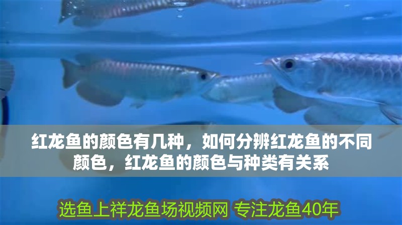 紅龍魚的顏色有幾種，如何分辨紅龍魚的不同顏色，紅龍魚的顏色與種類有關系