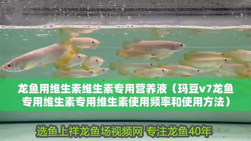 龍魚用維生素維生素專用營養(yǎng)液（瑪豆v7龍魚專用維生素專用維生素使用頻率和使用方法）