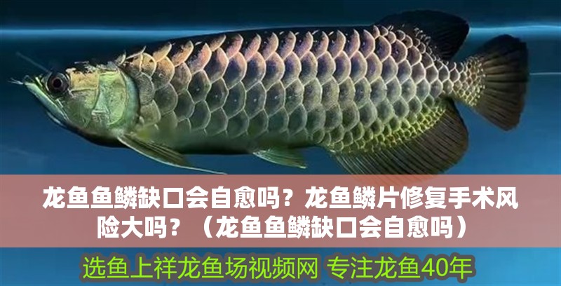 龍魚魚鱗缺口會自愈嗎？龍魚鱗片修復手術風險大嗎？（龍魚魚鱗缺口會自愈嗎）