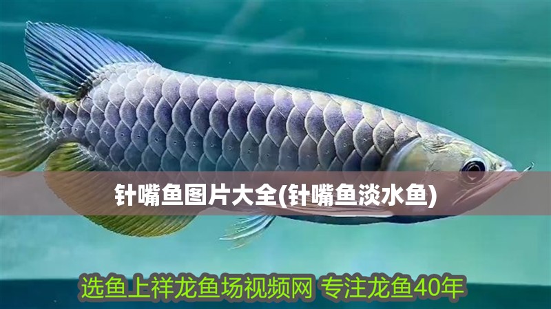 針嘴魚圖片大全(針嘴魚淡水魚) 針嘴魚圖片大全(針嘴魚淡水魚) 觀賞魚百科