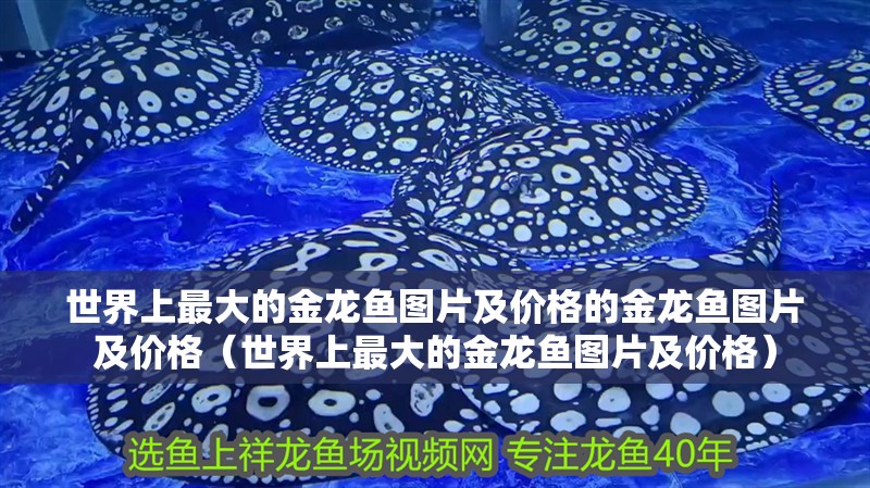 世界上最大的金龍魚圖片及價格的金龍魚圖片及價格（世界上最大的金龍魚圖片及價格）