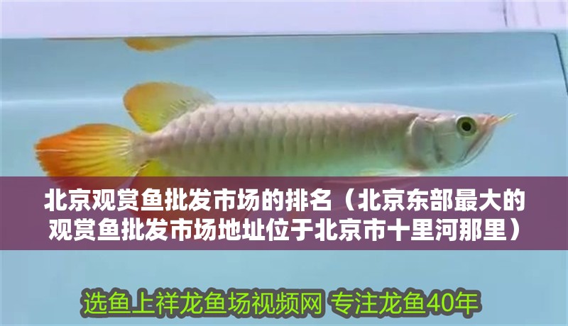 北京觀賞魚批發(fā)市場的排名（北京東部最大的觀賞魚批發(fā)市場地址位于北京市十里河那里）