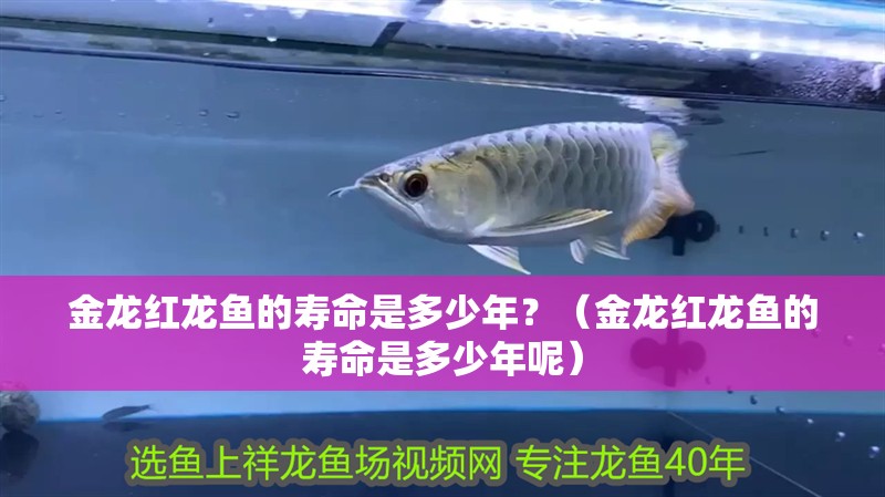 金龍紅龍魚的壽命是多少年？（金龍紅龍魚的壽命是多少年呢） 金龍紅龍魚的壽命是多少年？（金龍紅龍魚的壽命是多少年呢） 觀賞魚百科
