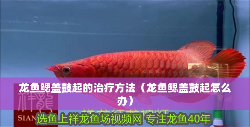 龍魚鰓蓋鼓起的治療方法（龍魚鰓蓋鼓起怎么辦）