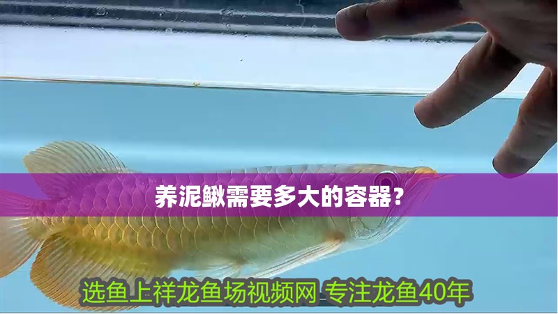 養泥鰍需要多大的容器？