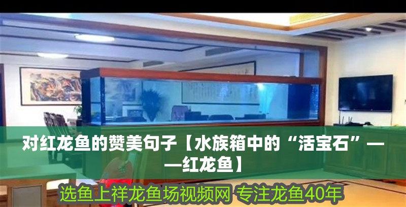 對紅龍魚的贊美句子【水族箱中的“活寶石”——紅龍魚】