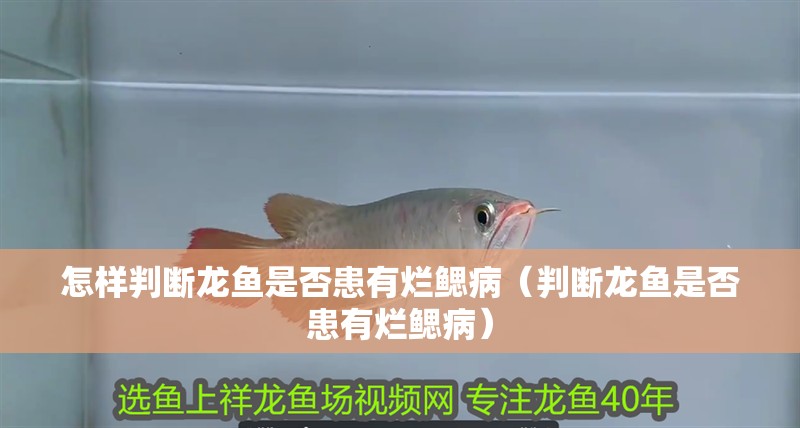 怎樣判斷龍魚是否患有爛鰓病（判斷龍魚是否患有爛鰓病）