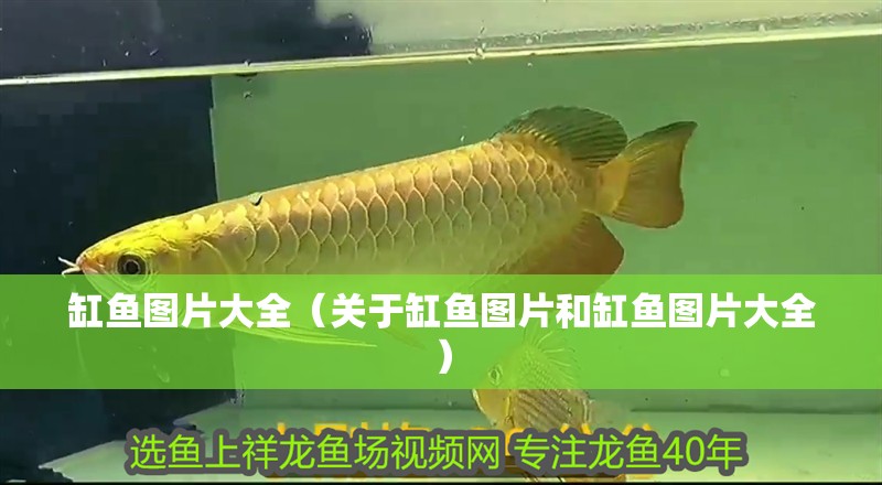 缸魚圖片大全（關于缸魚圖片和缸魚圖片大全）