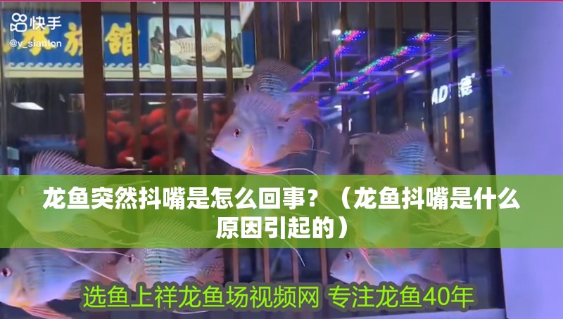龍魚突然抖嘴是怎么回事？（龍魚抖嘴是什么原因引起的）