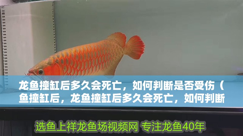 龍魚撞缸后多久會死亡，如何判斷是否受傷（魚撞缸后，龍魚撞缸后多久會死亡，如何判斷龍魚是否受傷）