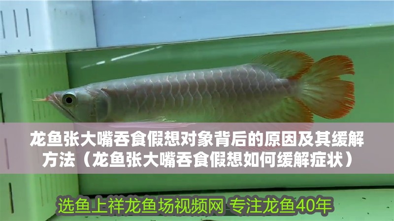 龍魚張大嘴吞食假想對象背后的原因及其緩解方法（龍魚張大嘴吞食假想如何緩解癥狀）