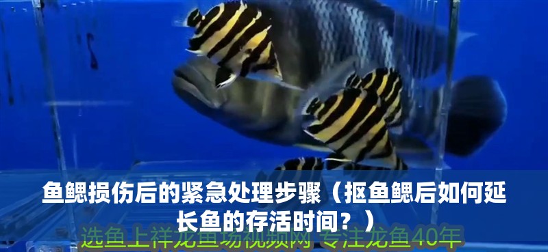 魚鰓損傷后的緊急處理步驟（摳魚鰓后如何延長魚的存活時間？）