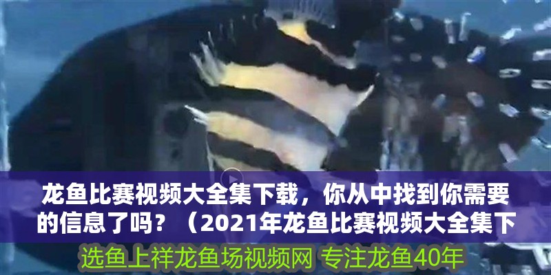龍魚比賽視頻大全集下載，你從中找到你需要的信息了嗎？（2021年龍魚比賽視頻大全集下載和2021年龍魚比賽視頻大全集下載）