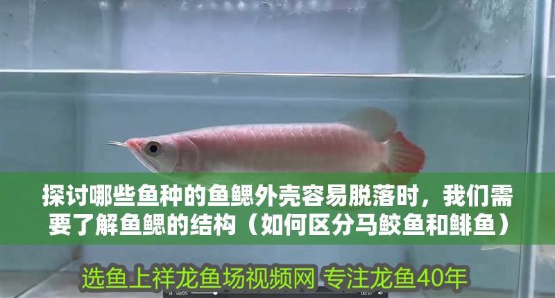 探討哪些魚種的魚鰓外殼容易脫落時，我們需要了解魚鰓的結構（如何區分馬鮫魚和鯡魚）