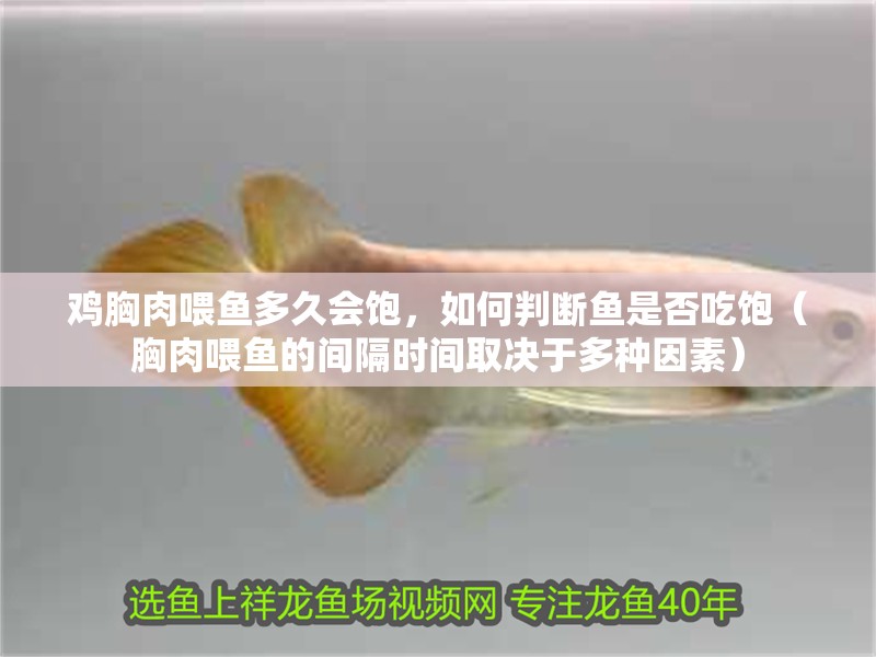 雞胸肉喂魚多久會飽，如何判斷魚是否吃飽（胸肉喂魚的間隔時間取決于多種因素） 雞胸肉喂魚多久會飽，如何判斷魚是否吃飽（胸肉喂魚的間隔時間取決于多種因素） 龍魚百科