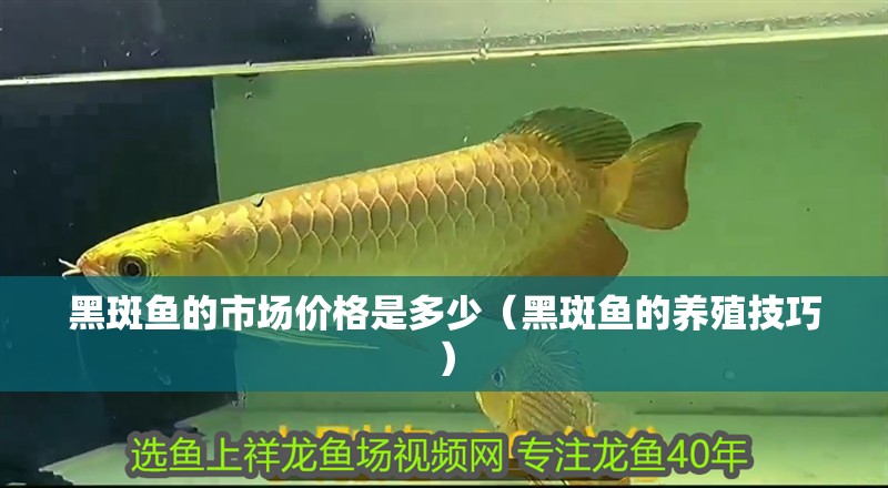黑斑魚的市場價格是多少（黑斑魚的養殖技巧）