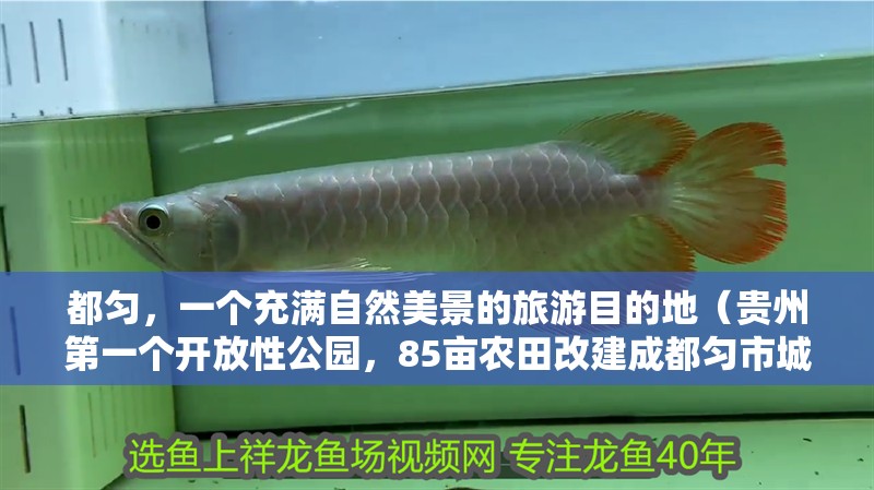 都勻，一個充滿自然美景的旅游目的地（貴州第一個開放性公園，85畝農田改建成都勻市城區50公里）