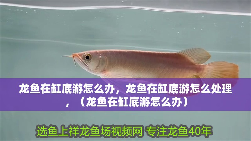 龍魚在缸底游怎么辦，龍魚在缸底游怎么處理，（龍魚在缸底游怎么辦）