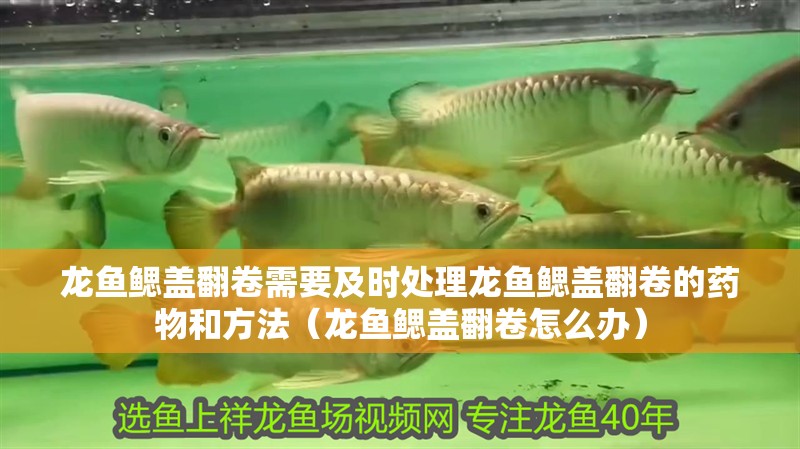 龍魚鰓蓋翻卷需要及時處理龍魚鰓蓋翻卷的藥物和方法（龍魚鰓蓋翻卷怎么辦）