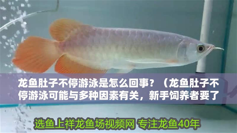 龍魚肚子不停游泳是怎么回事？（龍魚肚子不停游泳可能與多種因素有關，新手飼養者要了解）