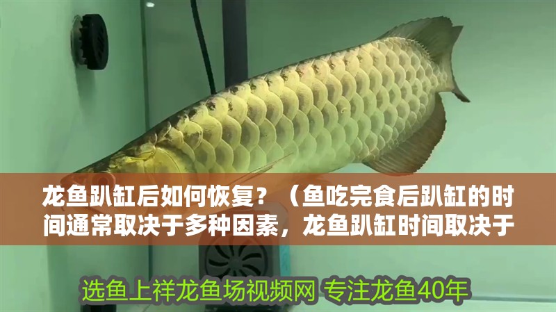 龍魚趴缸后如何恢復？（魚吃完食后趴缸的時間通常取決于多種因素，龍魚趴缸時間取決于多種因素）