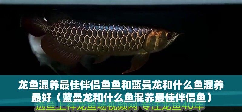 龍魚(yú)混養(yǎng)最佳伴侶魚(yú)魚(yú)和藍(lán)曼龍和什么魚(yú)混養(yǎng)最好（藍(lán)曼龍和什么魚(yú)混養(yǎng)最佳伴侶魚(yú)）