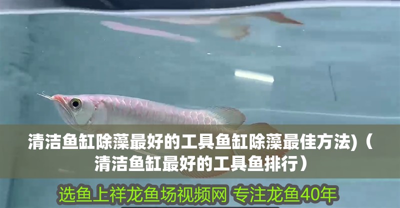 清潔魚缸除藻最好的工具魚缸除藻最佳方法)（清潔魚缸最好的工具魚排行）