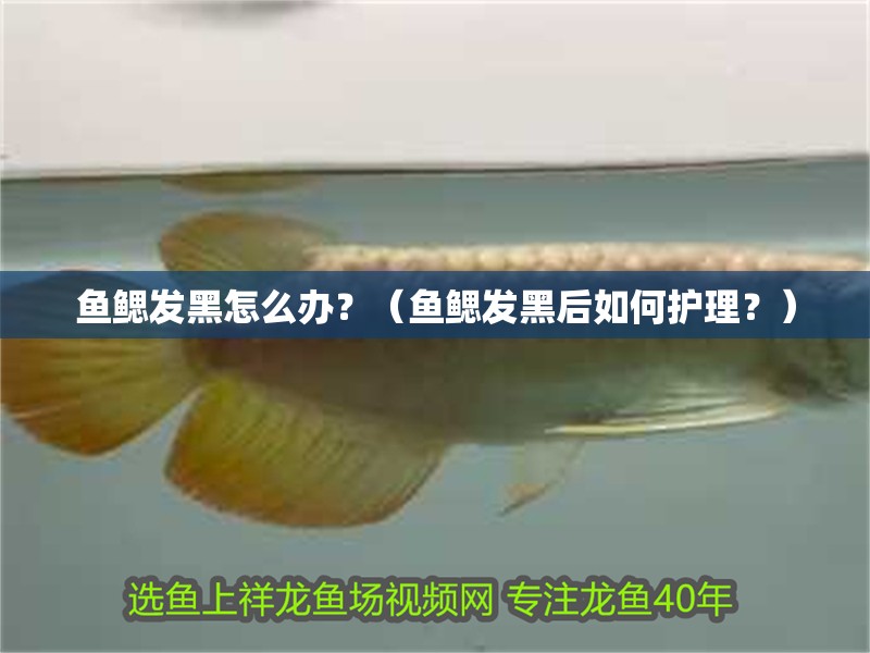 魚鰓發黑怎么辦？（魚鰓發黑后如何護理？）