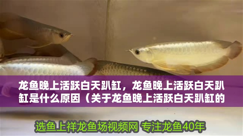 龍魚(yú)晚上活躍白天趴缸，龍魚(yú)晚上活躍白天趴缸是什么原因（關(guān)于龍魚(yú)晚上活躍白天趴缸的問(wèn)題）