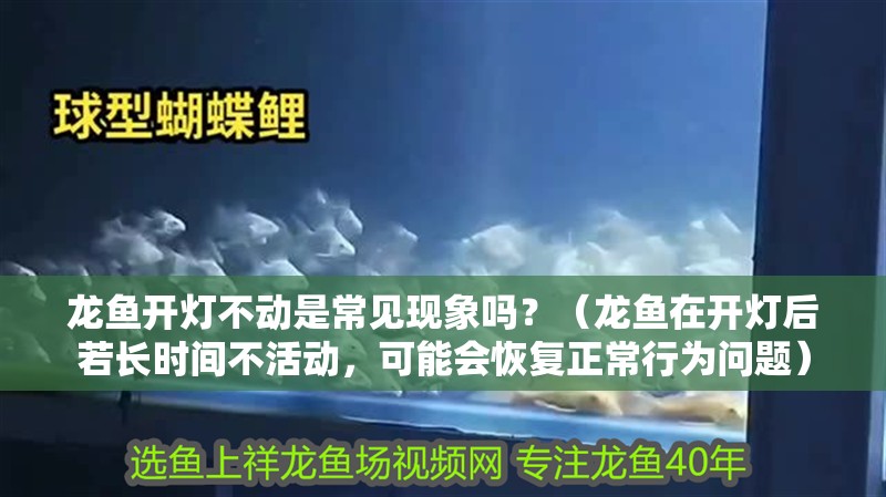 龍魚開燈不動是常見現象嗎？（龍魚在開燈后若長時間不活動，可能會恢復正常行為問題）