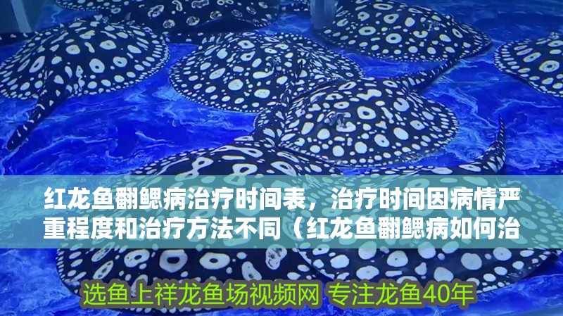 紅龍魚用黃燈烤有用嗎 紅龍魚翻鰓病治療時間表,治療時間因病情嚴(yán)重程度和治療方法不同(紅龍魚翻鰓病如何治療) 龍魚百科 紅龍魚翻鰓病治療時間表,治療時間因病情嚴(yán)重程度和治療方法不同(紅龍魚翻鰓病如何治療) 紅龍魚翻鰓病治療時間表,治療時間因病情嚴(yán)重程度和治療方法不同(紅龍魚翻鰓病如何治療) 龍魚百科