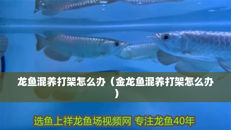 龍魚混養打架怎么辦（金龍魚混養打架怎么辦）