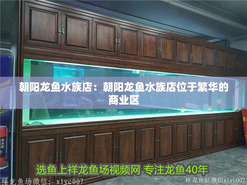 朝陽龍魚水族店：朝陽龍魚水族店位于繁華的商業區
